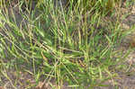 Hairy crabgrass